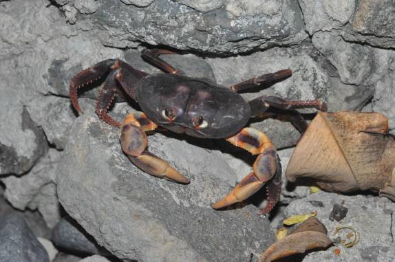 O Caranguejo Negro, maior e mais suculento, em Providencia, ilha colombiana no Caribe